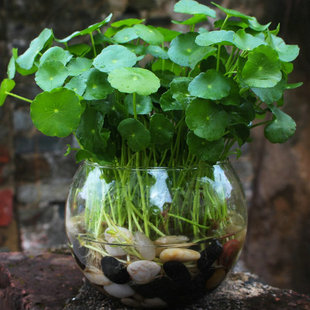 马蹄金种子水草籽盆栽草坪观赏植物垂吊马蹄筋别名金钱草铜钱草种