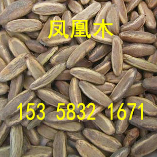 新采红花楹树种凤凰木火树影树风景树凤凰木种子