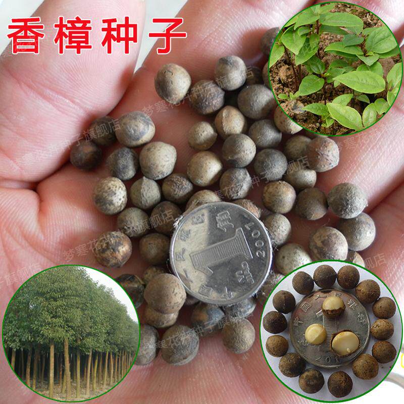 新采樟树种子带皮樟树籽 大叶小叶去皮香樟树种子油樟树常绿树种
