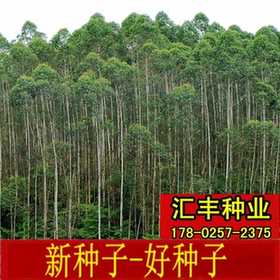 常绿速生桉树种子耐寒巨桉大叶桉树籽蜜源植物小叶桉树防风沙吸水