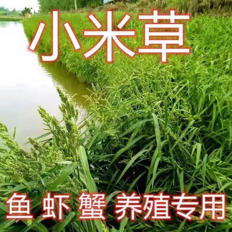 水稗草籽种子耐淹旱湖南稷