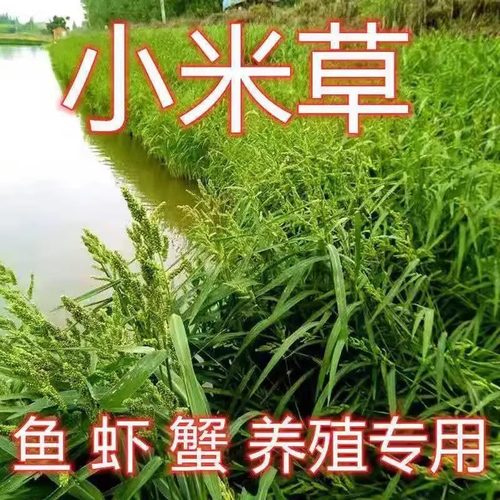 水稗草籽种子耐淹旱湖南稷