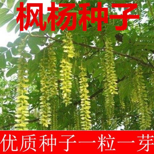 枫杨种子 白杨大叶柳大叶头杨树水麻柳枰柳树 蜈蚣柳枫杨树种籽