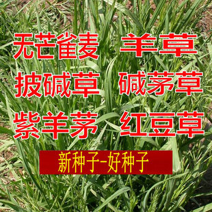 耐盐碱无芒雀麦种子披碱草碱茅草籽四季养牛红豆草白茅草羊草种子