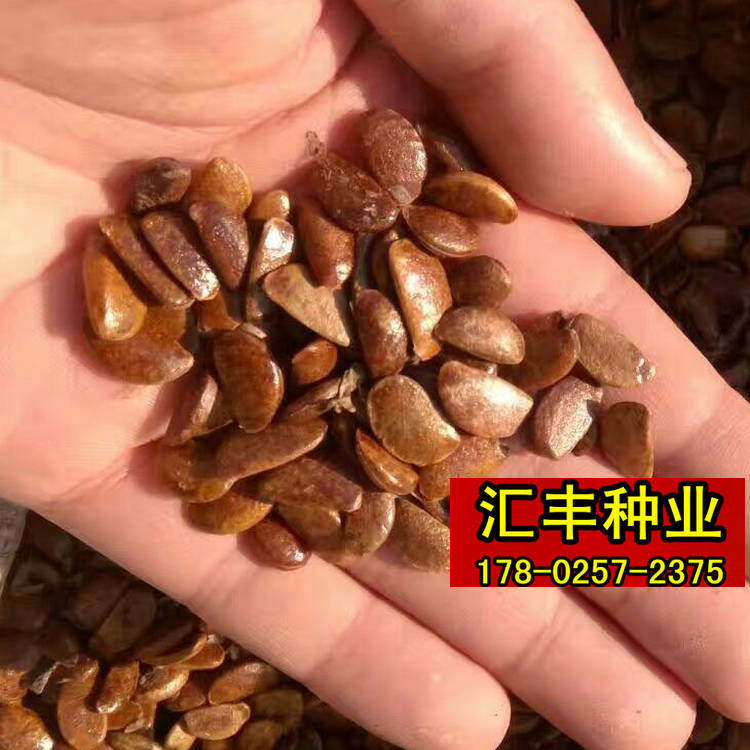 耐寒软枣种子嫁接柿子树钻木子君迁子野生柿子黑枣籽高产