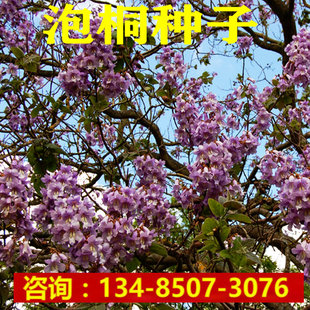 泡桐种子 泡桐树种子 白花泡桐种子 兰考泡桐树种子