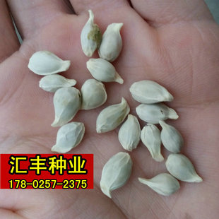 四川红桔种子 小叶香橙 枸橘种子 新鲜枳壳籽 桔子种子