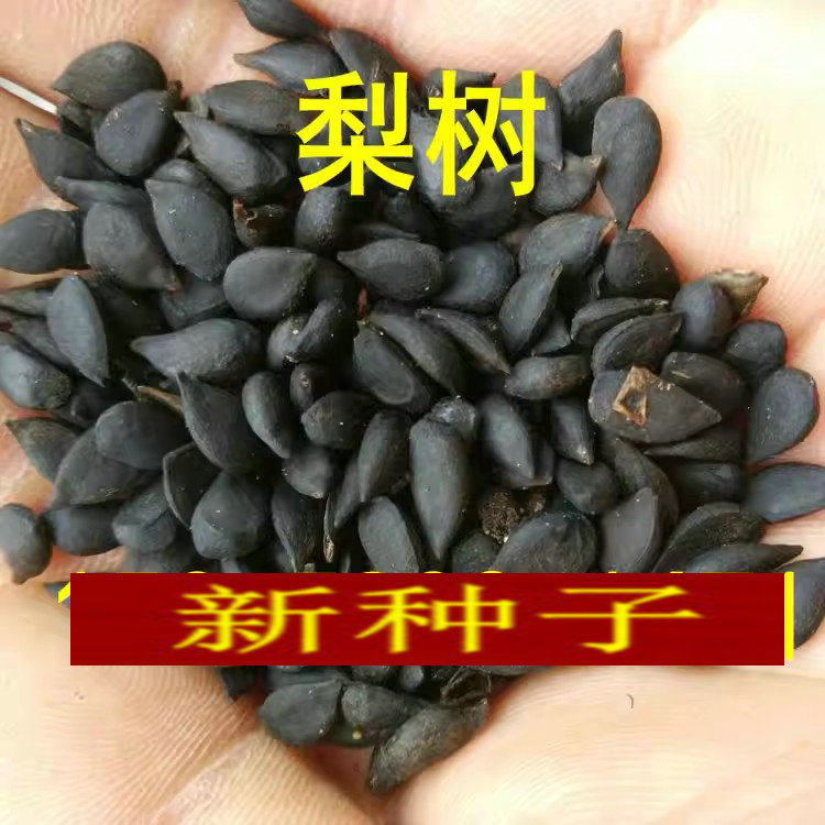 果树 杜梨种子 棠梨 海棠梨 野生酸梨子 南方梨树种子