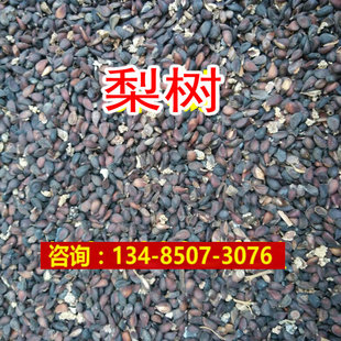 新采梨树种子棠梨钻木籽水果树种嫁接杜梨籽耐寒 酸梨 豆梨种子