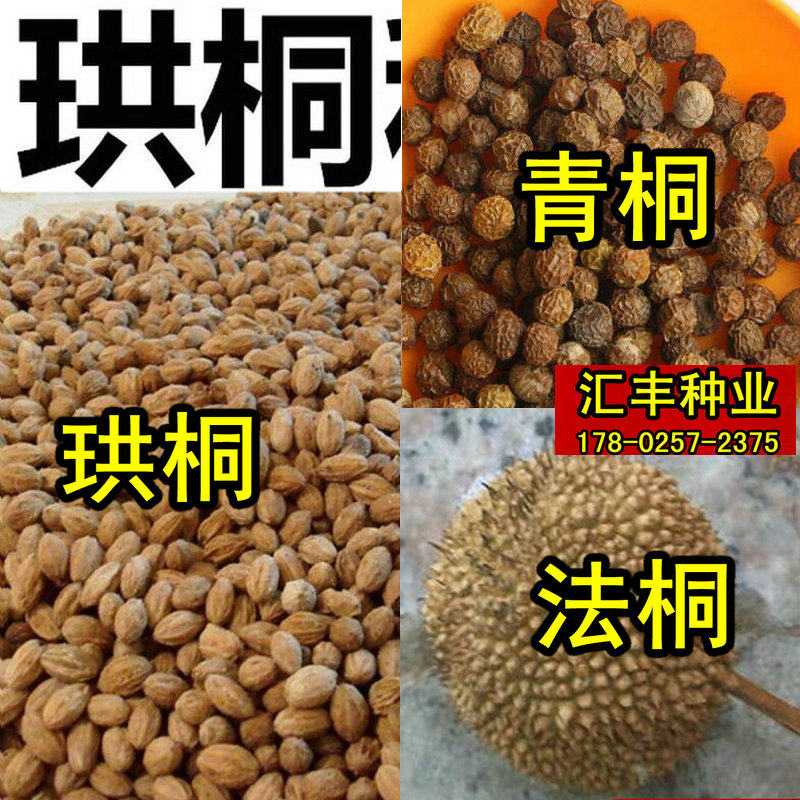 珙桐种子 鸽子树种 青皮梧桐 法 泡 青桐树种 海 油桐