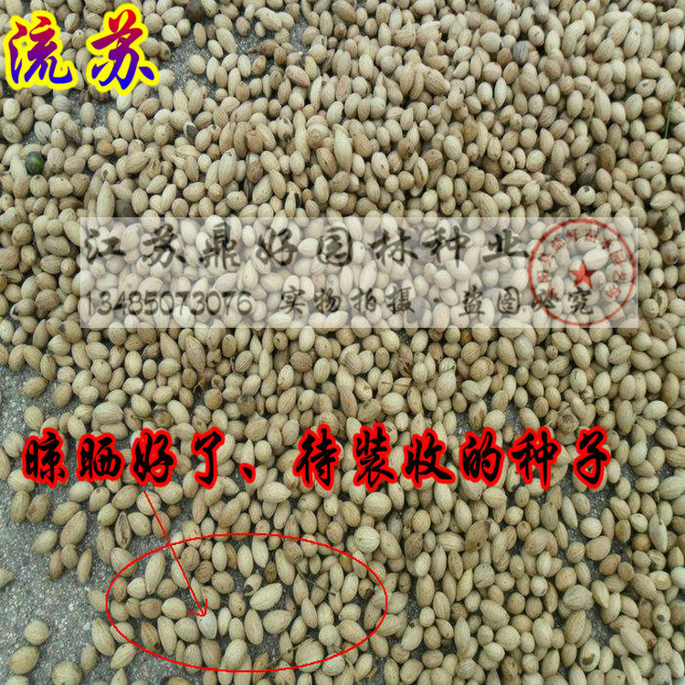 新采油根子 沙藏流苏种子 嫁接桂花树种子