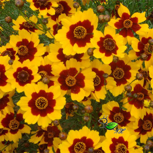 蛇目菊花种子四季易活花种籽子孔雀菊花海种子蛇目菊花籽庭院