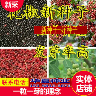 四川大红袍花椒种子 韩城 九叶青花椒 无刺狮子头花椒籽 泡脚除湿