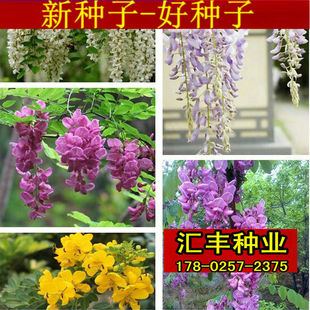 洋槐白花刺槐种子黄花槐速生国槐树种嫁接红花槐护坡紫穗槐棉槐籽