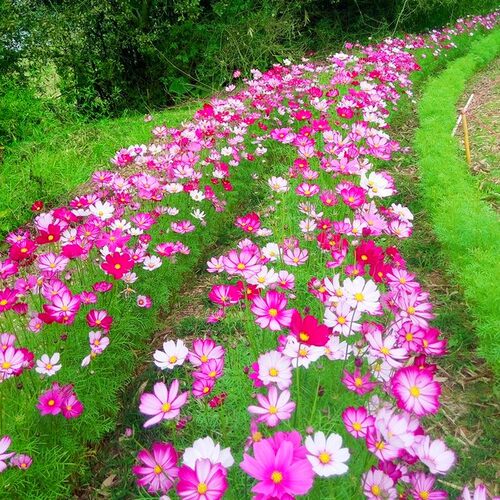 驱蚊草种籽庭院室内阳台夏季