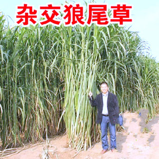 多年生牧草种子美洲杂交草狼尾草种子常青鸡鸭鹅牛羊鱼草种籽
