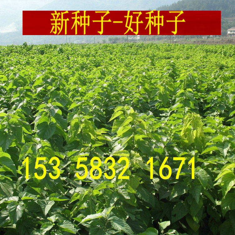 草桑种子嫁接大叶桑树强桑农桑树种子农桑果桑强桑养蚕桑树种子