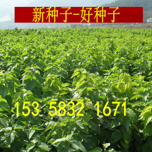 草桑种子嫁接大叶桑树强桑农桑树种子农桑果桑强桑养蚕桑树种子