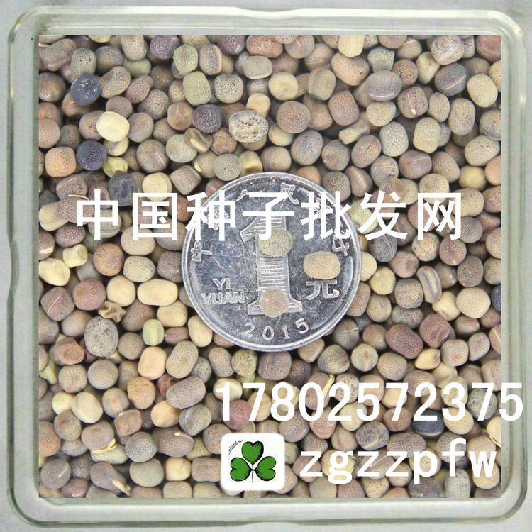 花草香豌豆种子_庭院景观花卉花种香豌豆花苗种子_盆栽花卉花籽