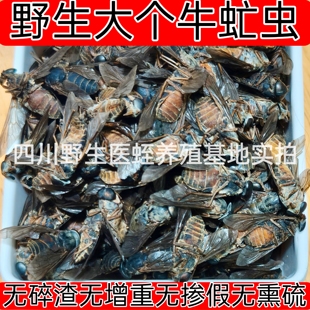 药用牛虻虫中药材50克药用虻虫粉牛虻牛蚊子牛苍蝇瞎虻虫牛虻干货