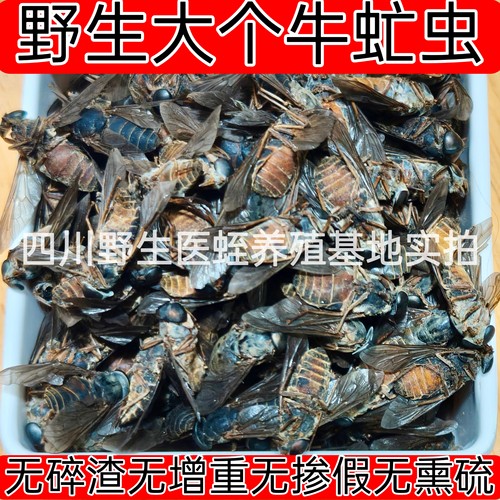 医用牛虻虫中药材50克药用虻虫粉牛虻牛蚊子牛苍蝇瞎虻虫牛虻干货