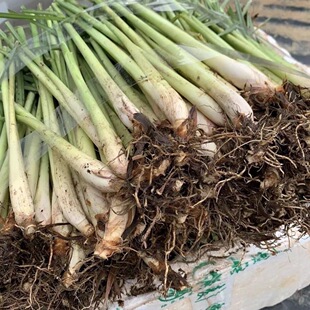 香茅新鲜香茅草可食用奶茶柠檬草用品调料泰国冬阴功汤料香料原料