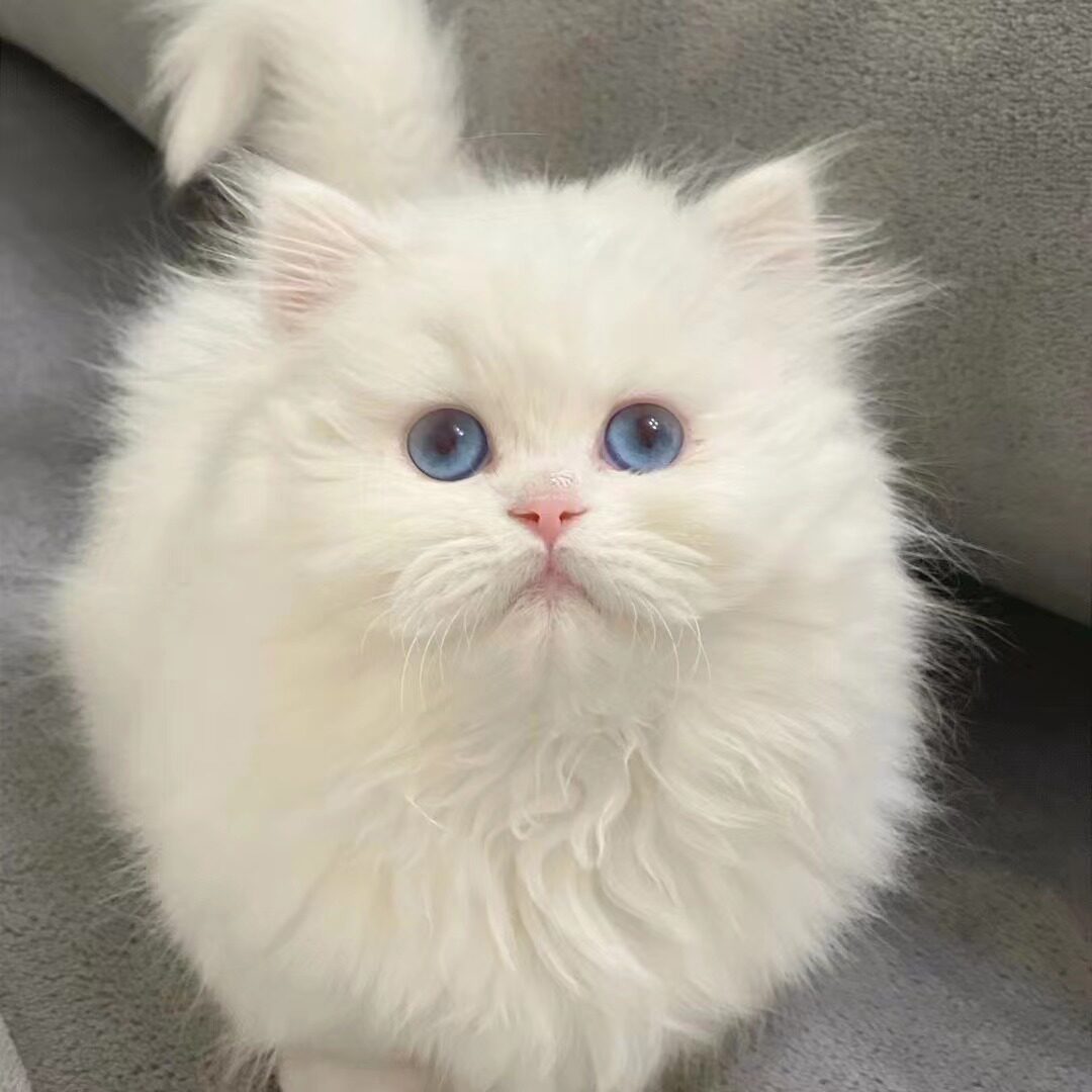 拿破仑矮脚猫纯种幼猫米努特血统猫舍英短金渐层曼基康仙女猫活体