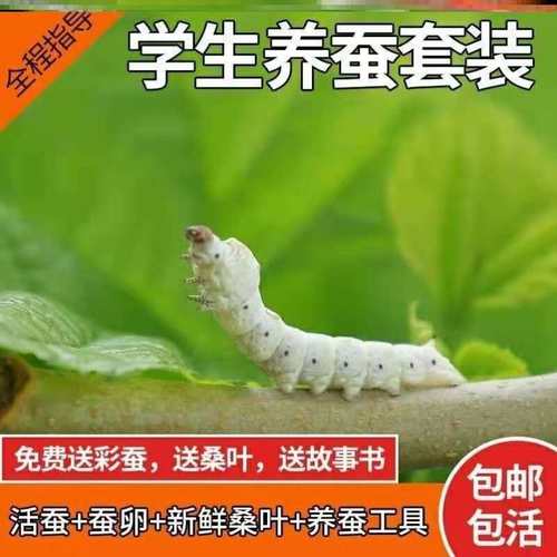 活蝴蝶价格 活蝴蝶图片 星期三 活蝴蝶价格 活蝴蝶图片 星期三