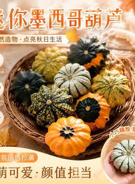 墨西哥七彩葫芦摆件手捻小葫芦异形观赏小南瓜墨西哥葫芦挂件装饰
