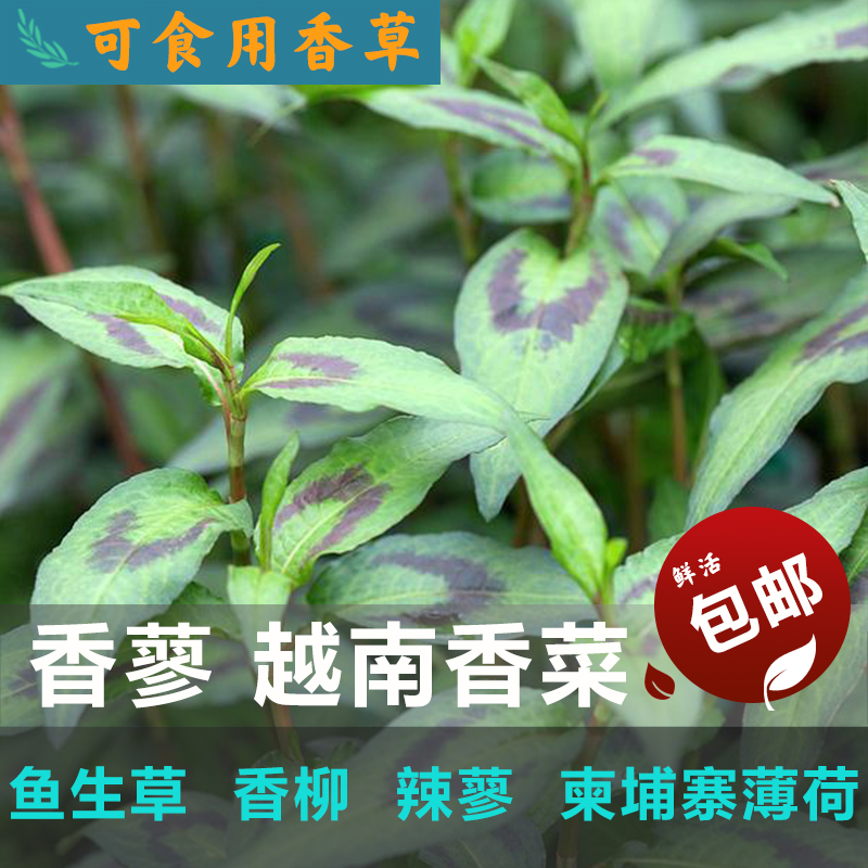 香蓼越南香菜香柳可食用盆栽种苗花草好养鲜活芳香植物带营养钵