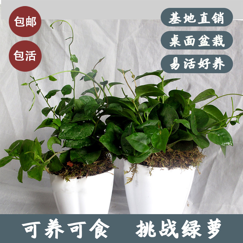 云南多肉藤三七盆栽绿植小盆栽爬藤植物带盆云南田七种球盆景室内,鲜花速递/花卉仿真/绿植园艺,绿植,淘宝优惠券,粉丝福利购,淘宝优惠卷