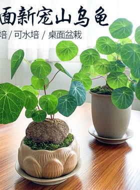 山乌龟爬藤植物千金藤盆景绿红藤金不换水培土培盆栽包成活包发芽