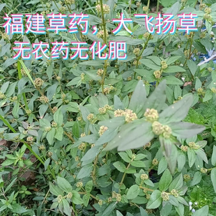 福建草药新鲜飞扬草乳籽草大飞扬大乳汁草飞扬草洗澡飞蛇草奶仔草