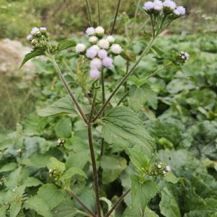 福建草药臭艾白花臭草新鲜臭垆草白花香草皮肤不好胜红蓟蚊虫叮咬