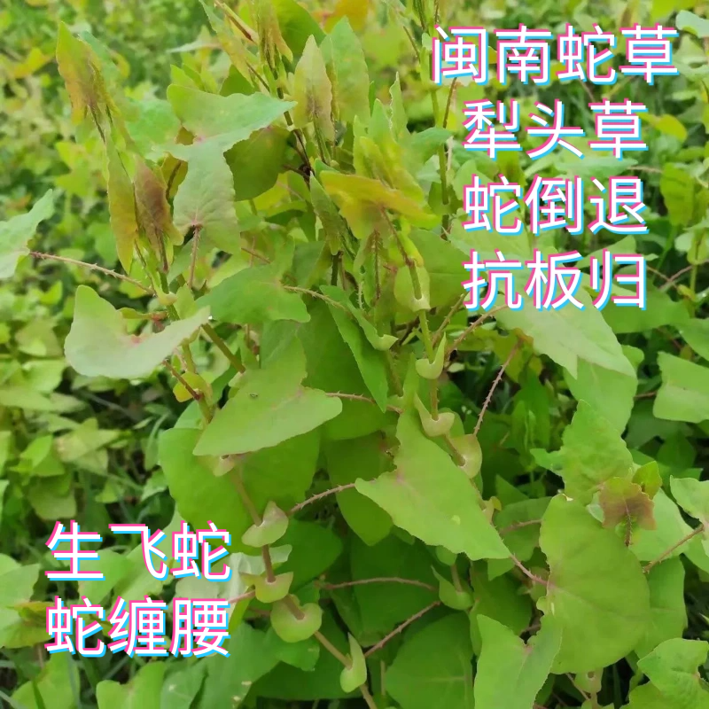 新鲜蛇倒退杠板归福建草药蛇草干犁头草杠板归蛇退草夏天煮水泡澡