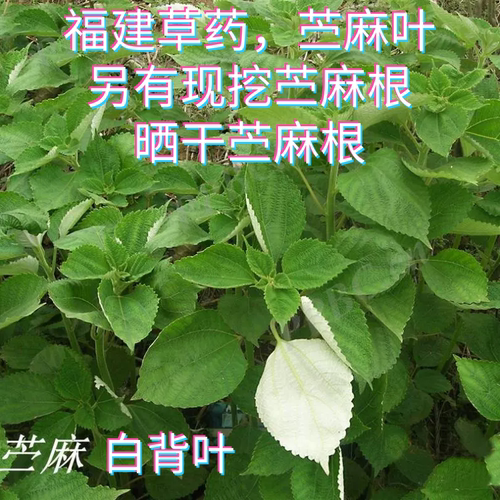 福建草药新鲜白麻叶苎麻叶白苎麻叶野青麻家麻糍粑糕点胎位苎麻根