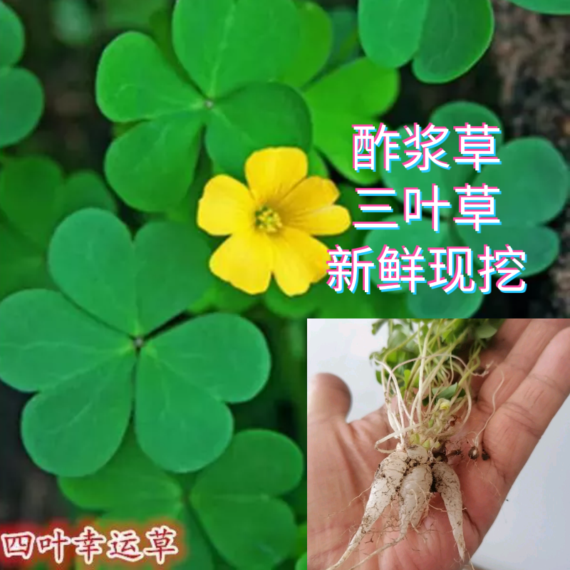 天然草药水晶萝卜酸浆草酢浆草叶酸味酸斑鸠三叶草幸运草盐酸瓜