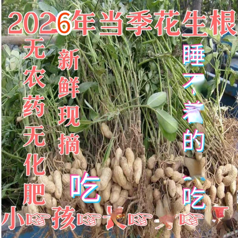 新鲜花生根长高食物煲汤料花生叶图片