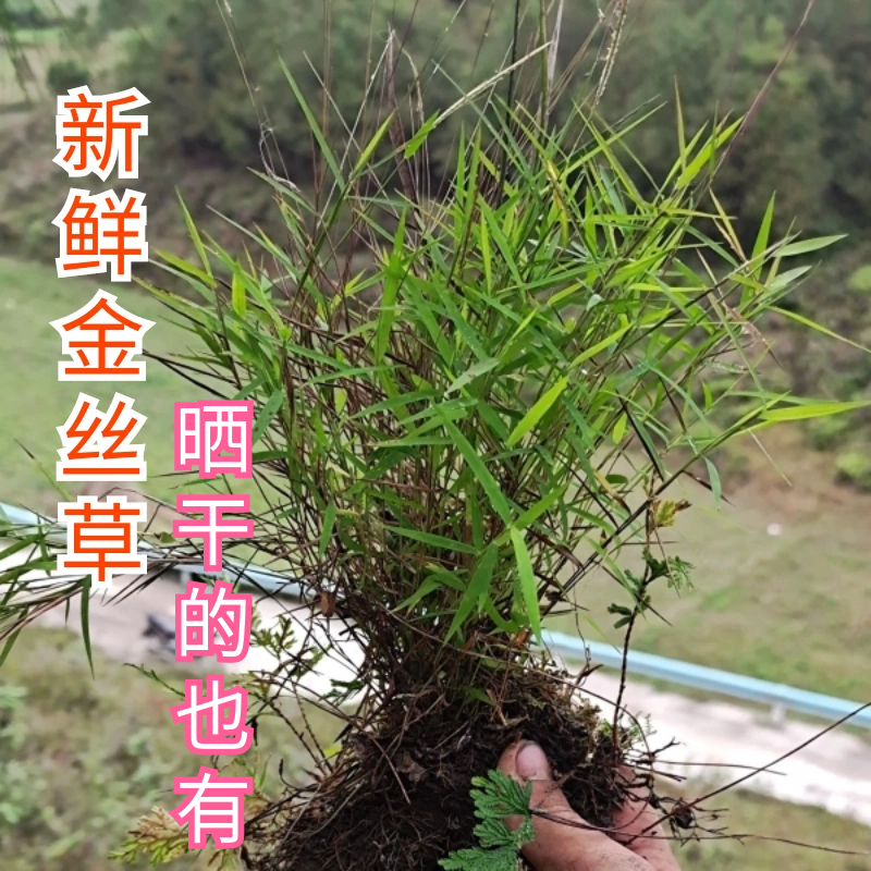 福建草药新鲜金丝草黄毛草金丝茅猫尾草笔仔草竹蒿草笔尾草金丝茅 传统滋补营养品 其他药食同源食品 原图主图