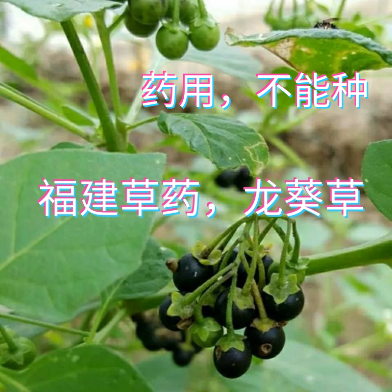 闽南青草药黑点规鸡啄草黑疔草少花新鲜龙葵草天茄子野辣椒苦龙葵