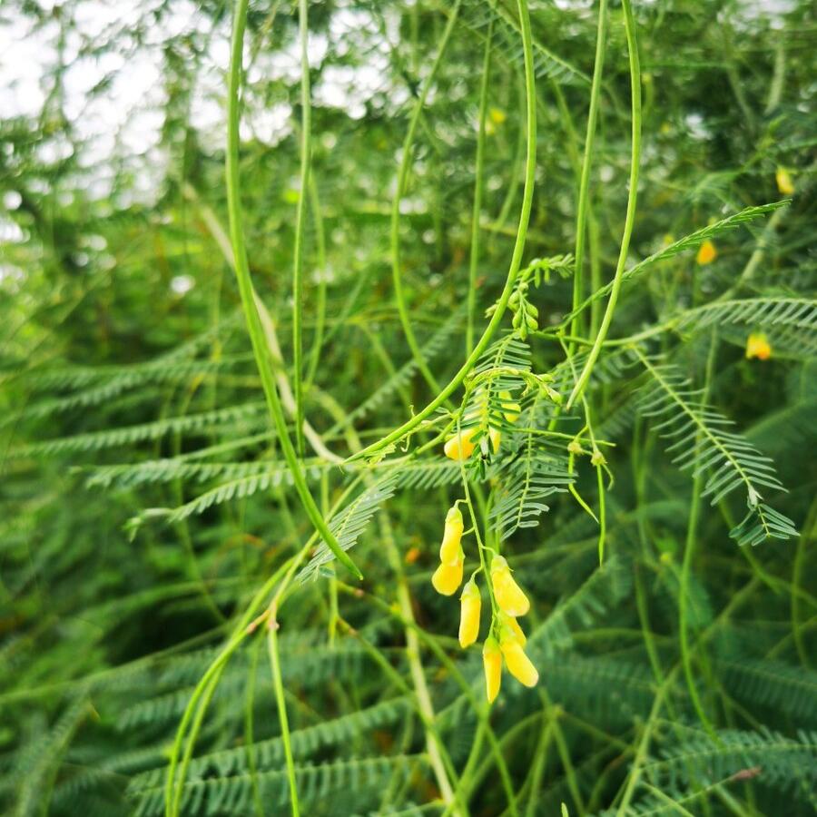 福建草药田菁种子田箐种籽田青涝豆捞豆道路绿化护坡灌木牧草绿肥