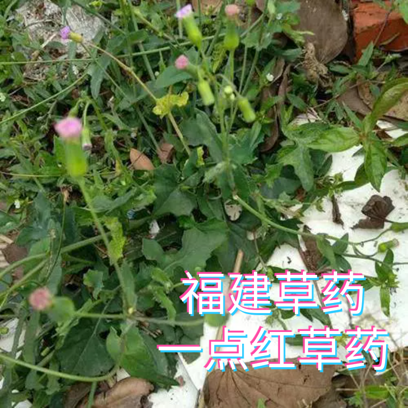 福建草药新鲜一点红草叶下红红背叶羊蹄草红头草紫背叶野菜野芥兰