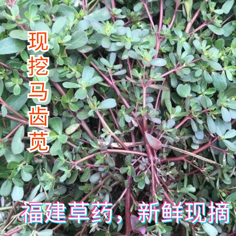 福建草药天然新鲜现挖马齿苋马蜂菜蚂蚁菜老鼠耳五行草长寿菜药用