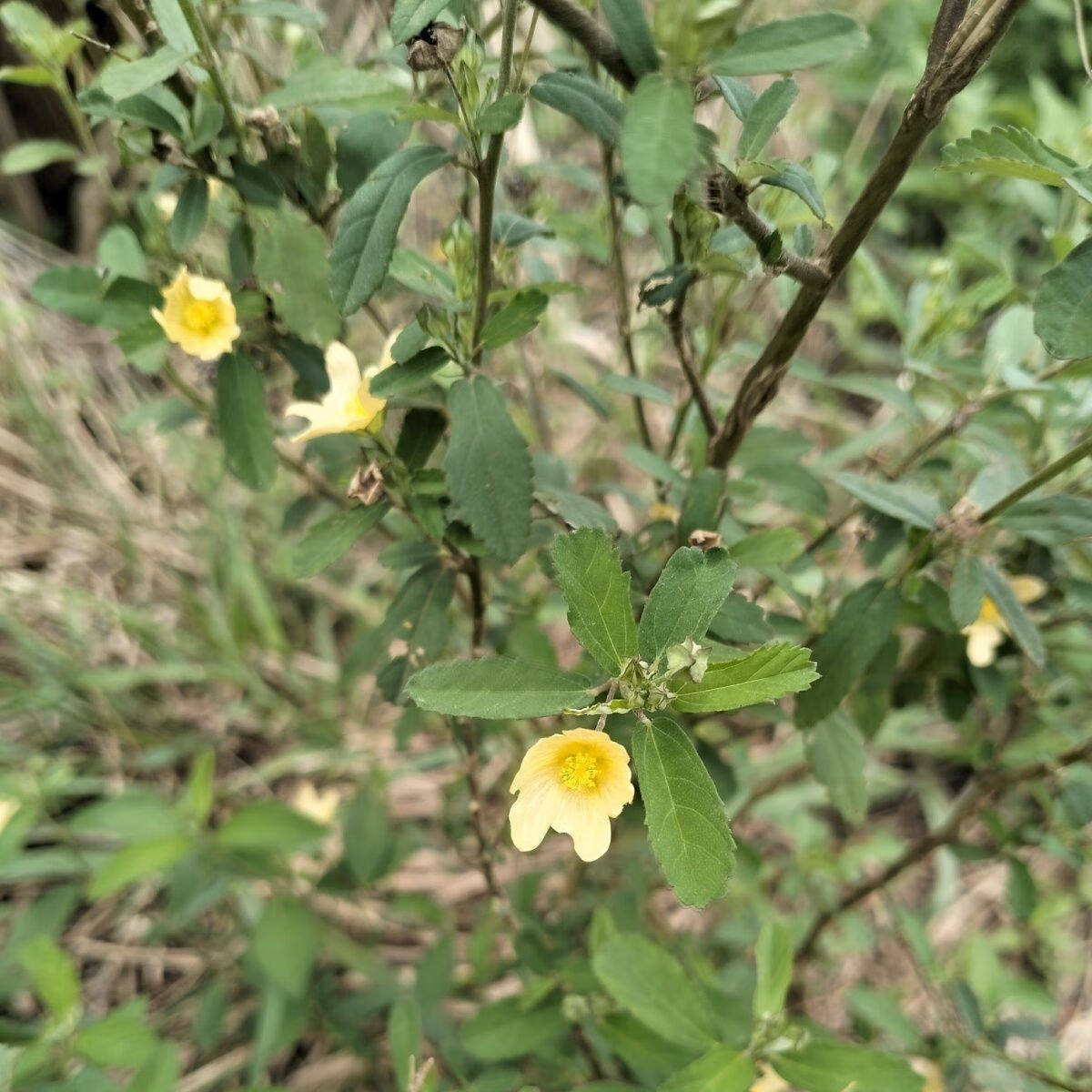 福建草药梅肉草新鲜白背黄花稔黄地桃花黄花母生肌草拔脓草拔毒散