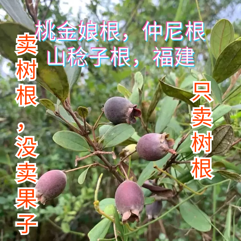 福建新鲜现挖山稔根桃金娘根山捻子根岗捻根多尼根仲尼根黑当泥根