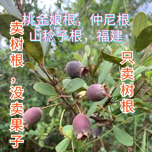 福建新鲜现挖山稔根桃金娘根山捻子根岗捻根多尼根仲尼根黑当泥根
