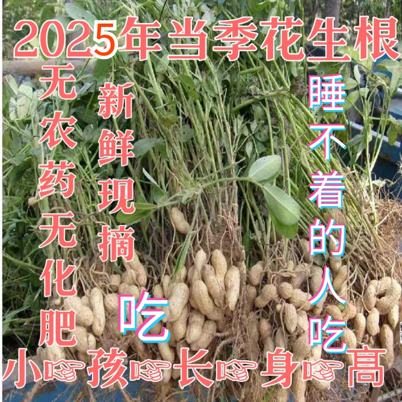 福建秋季新鲜花生根花生梗花生秧叶棵助眠长身高睡不着草药煲汤料