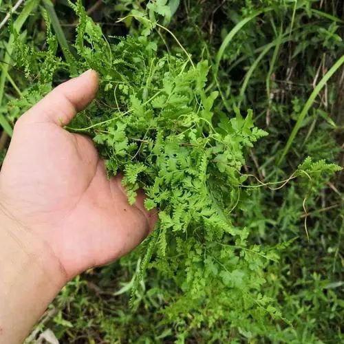 福建草药海金沙金沙藤左转藤罗网藤铁线藤吐丝草虾蟆藤孢子粉竹园