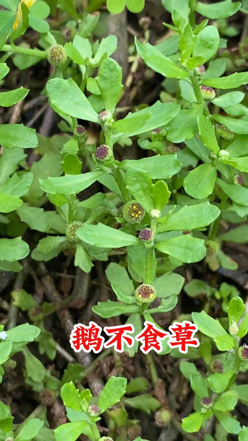 福建草药新鲜鹅不食草鹅不吃草鼻子问题石胡荽散星草球子草地芫荽