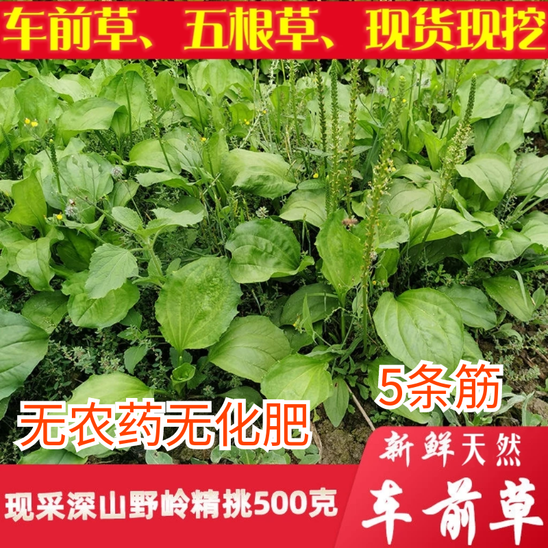 深山野外蛤蟆叶药材新鲜车前草车前子夏天凉茶下火福建潮汕青草药